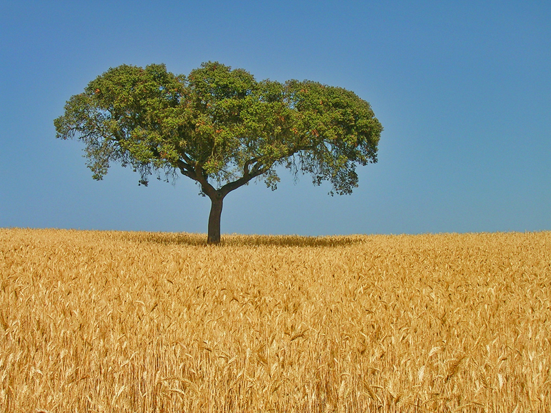 Chêne-liège isolé dans un champ doré d’Alentejo